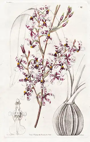 Oncidium incurvum - Orchidee orchid / flowers Blume flower Botanik botany botanical