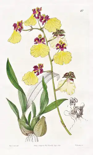 Oncidium spilopterum - Orchidee orchid / Brasil Brazil Brasilien / flowers Blume flower Botanik botany botanic