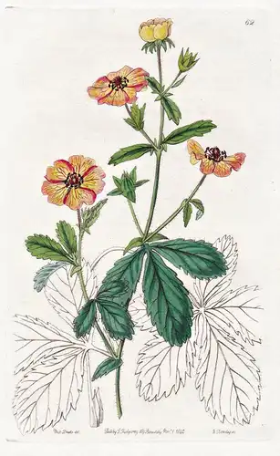 Potentilla bicolor - Nepal / flowers Blume flower Botanik botany botanical