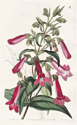 Pentstemon gentianoides, var. diaphanum - Mexico Mexiko / flowers Blume flower Botanik botany botanical