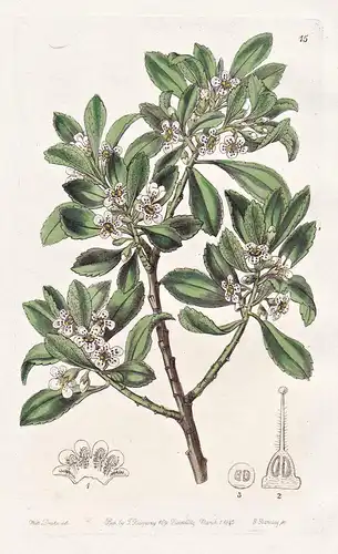 Myoporum serratum - Tasmania Tasmanien / flowers Blume flower Botanik botany botanical