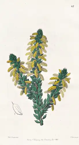 Acacia moesta - Australia Australien / flowers Blume flower Botanik botany botanical
