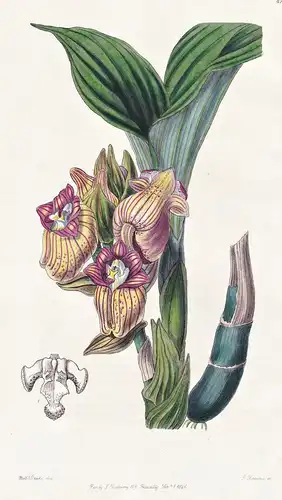 Acanthophippium javanicum - Orchidee orchid / Java / flowers Blume flower Botanik botany botanical