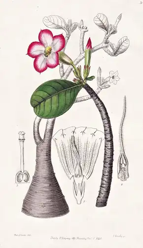 Adenium Honghel - Jemen / flowers Blume flower Botanik botany botanical