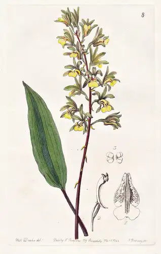 Ania bicornis - Orchidee orchid / Sri Lanka / flowers Blume flower Botanik botany botanical