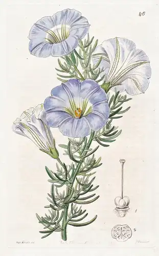 Alona coelestis - Chile Peru / flowers Blume flower Botanik botany botanical
