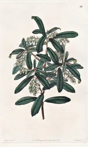 Andromeda phyllireaefolia - America Amerika / flowers Blume flower Botanik botany botanical