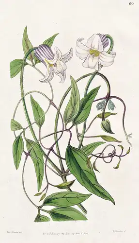 Clematis crispa -  flowers Blume flower Botanik botany botanical