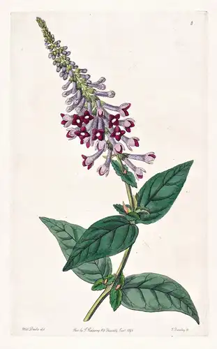 Buddlea Lindleyana - China / flowers Blume flower Botanik botany botanical