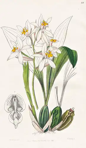 Coelogyne ochracea - Orchidee orchid / India Indien / flowers Blume flower Botanik botany botanical