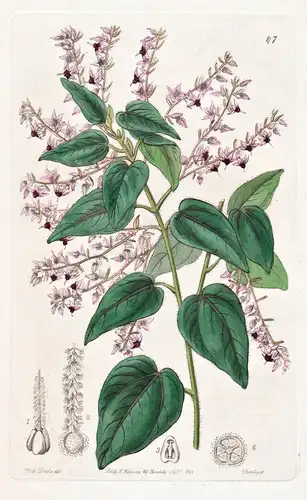 Corethrostylis bracteata - Australia Australien / flowers Blume flower Botanik botany botanical