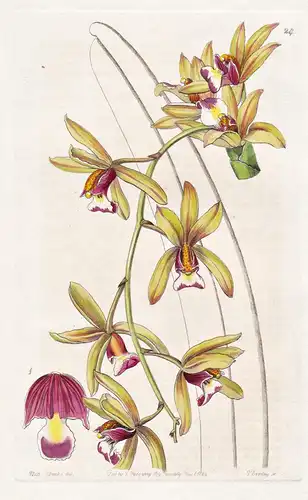 Cymbidium pendulum, var. brevilabre - Orchidee orchid / Singapore Singapur / flowers Blume flower Botanik bota