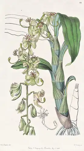 Cycnoches Egertonianum; var. viride - Orchidee orchid / Mexico Mexiko / flowers Blume flower Botanik botany bo
