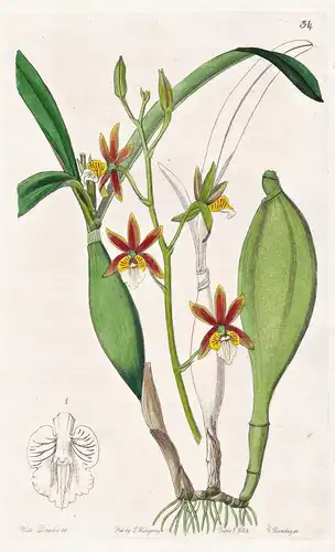 Epidendrum pterocarpum - Orchidee orchid / flowers Blume flower Botanik botany botanical