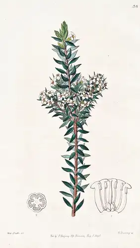 Epacris dubia - flowers Blume flower Botanik botany botanical