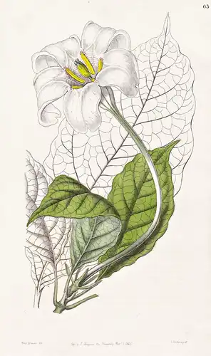 Gardenia Devoniana - Sierra Leone / flowers Blume flower Botanik botany botanical