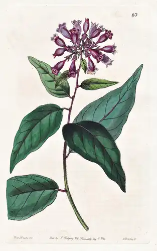 Habrothamnus purpureus - Mexico Mexiko / flowers Blume flower Botanik botany botanical