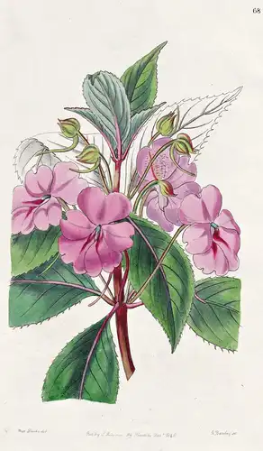 Impatiens platypetala - Java / flowers Blume flower Botanik botany botanical