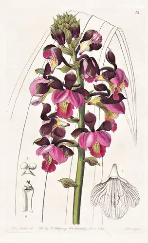 Lissochilus roseus - Orchidee orchid / Sierra Leone / flowers Blume flower Botanik botany botanical