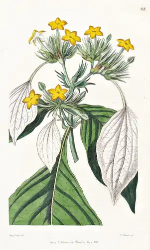 Mussaenda macrophylla - Nepal / flowers Blume flower Botanik botany botanical