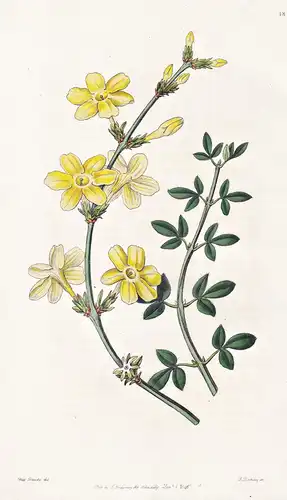 Jasminum nudiflorum - China / flowers Blume flower Botanik botany botanical