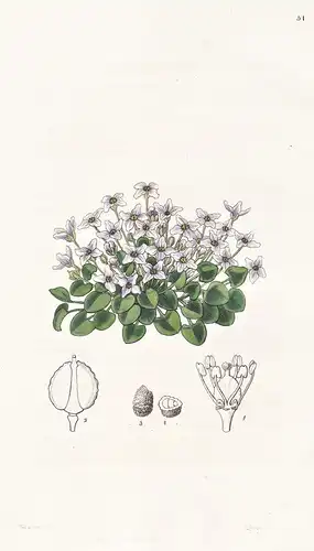 Ionopsidium acaule - Portugal / flowers Blume flower Botanik botany botanical