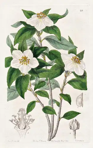 Lindleya mespiloides - Mexico Mexiko / flowers Blume flower Botanik botany botanical