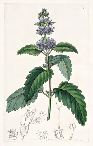 Mastacanthus sinensis - China / flowers Blume flower Botanik botany botanical