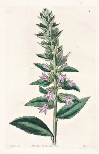Lobelia glandulosa - America Amerika / flowers Blume flower Botanik botany botanical