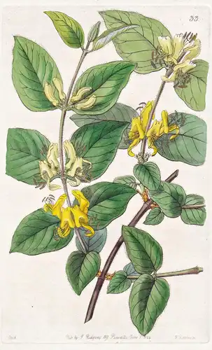 Lonicera diversifolia - Himalaya / flowers Blume flower Botanik botany botanical