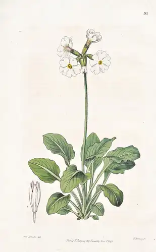 Primula involucrata - India Indien / flowers Blume flower Botanik botany botanical