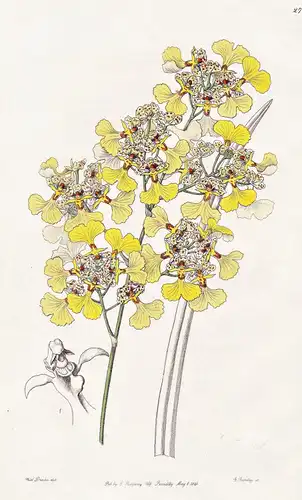Oncidium lacerum - Orchidee orchid / Panama / flowers Blume flower Botanik botany botanical