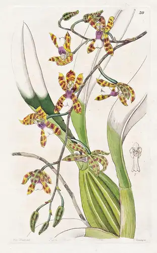 Odontoglossum laeve - Orchidee orchid / Guatemala / flowers Blume flower Botanik botany botanical