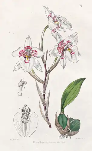 Odontoglossum membranaceum - Orchidee orchid / Mexico Mexiko / flowers Blume flower Botanik botany botanical