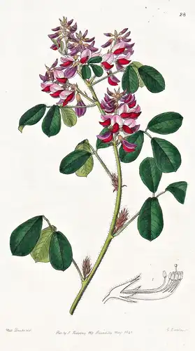 Oxyramphis macrostyla - India Indien / flowers Blume flower Botanik botany botanical