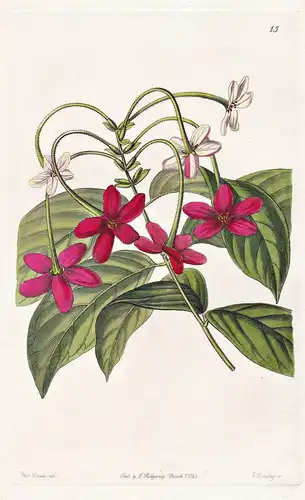 Quisqualis sinensis - China / flowers Blume flower Botanik botany botanical