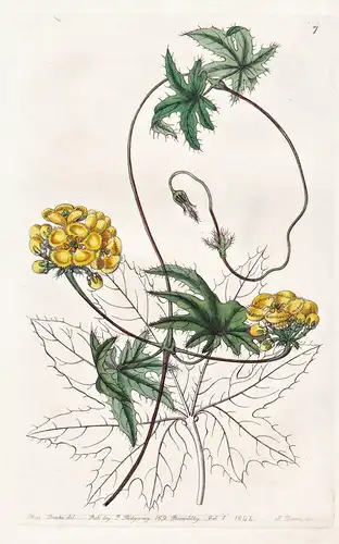 Stigmaphyllum jatrophaefolium - Uruguay / flowers Blume flower Botanik botany botanical