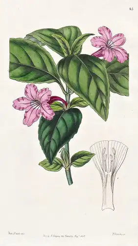 Ruellia lilacina - flowers Blume flower Botanik botany botanical