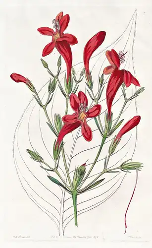 Ruellia macrophylla - Colombia Kolumbien / flowers Blume flower Botanik botany botanical