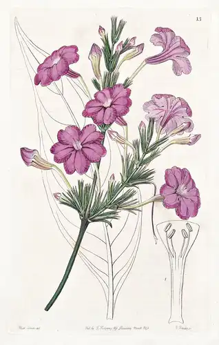 Ruellia lilacina - Guiana / flowers Blume flower Botanik botany botanical