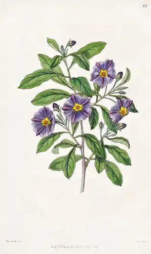 Solanum lycioides - Peru / flowers Blume flower Botanik botany botanical