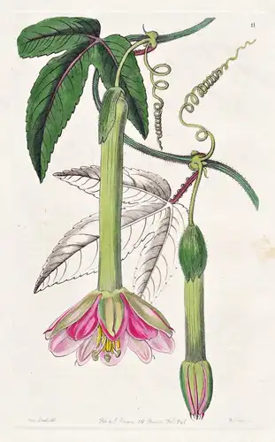 Tacsonia mollissima - Ecuador / flowers Blume flower Botanik botany botanical