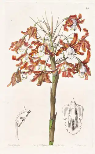 Schomburgkia crispa - Orchidee orchid / flowers Blume flower Botanik botany botanical