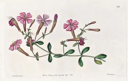 Silene Schafta - Talysh Mountains Talysch-Gebirge / flowers Blume flower Botanik botany botanical