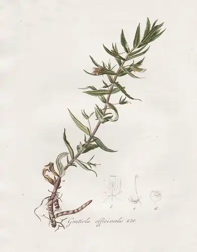 Gratiola officinalis, 620 - Gottes-Gnadenkraut gratiole hedgehyssop flower Blume Blumen botanical Botanik bota
