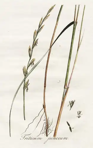 Triticum junceum - Binsen-Quecke Strand-Quecke Strandweizen Elymus farctus Gras Gräser grass Pflanze plant bot