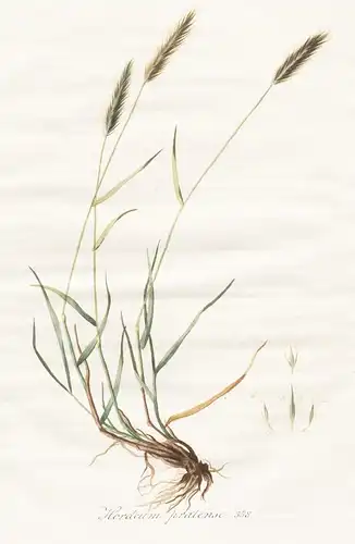 Hordeum pratense, 358 - Gerste Getreide Grain Gras Gräser grass grasses Pflanze plant botanical Botanik botany