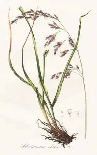 Schedonorus elatior, 371 - Rohr-Schwingel Festuca arundinacea tall fescue Gras Gräser grass grasses Pflanze pl