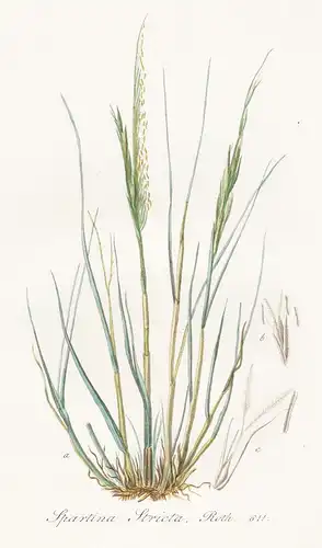 Spartina Stricta, Roth, 611 - Schlickgräser Schlickgras cordgrass Gras Gräser grass grasses Pflanze plant bota