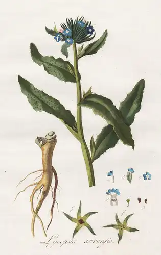 Lycopsis arvensus - Acker-Ochsenzunge bugloss Pflanze plant botanical Botanik botany / Flora Batava